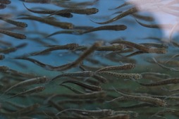 мальки в бассейне лососевого рыбоводного завода