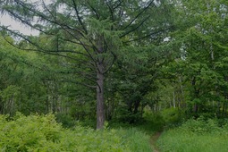 лиственница — одно из деревьев, которое будет сохранено на территории комплекса